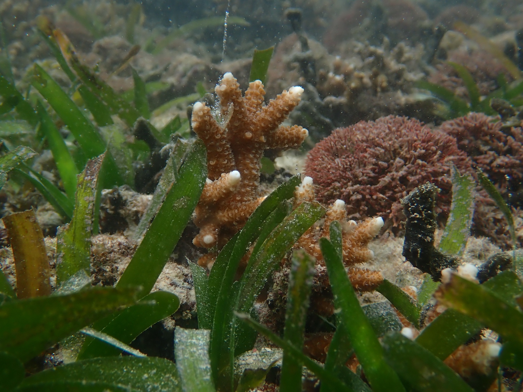 ホテル前の浅瀬で海草に囲まれて育つサンゴ